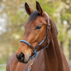 Covalliero Cordano Headcollar - Smoked Blue