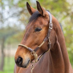Covalliero Cordano Headcollar - Walnut