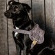 Kentucky Dogwear Body Safe Wool Harness - Grey 