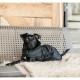 Kentucky Dogwear dogcoat - Dachshund Dog coats image