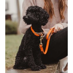 Kentucky Dogwear Plaited Dog Collar- Orange