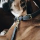 Kentucky dogwear plaited dog lead- Grey image
