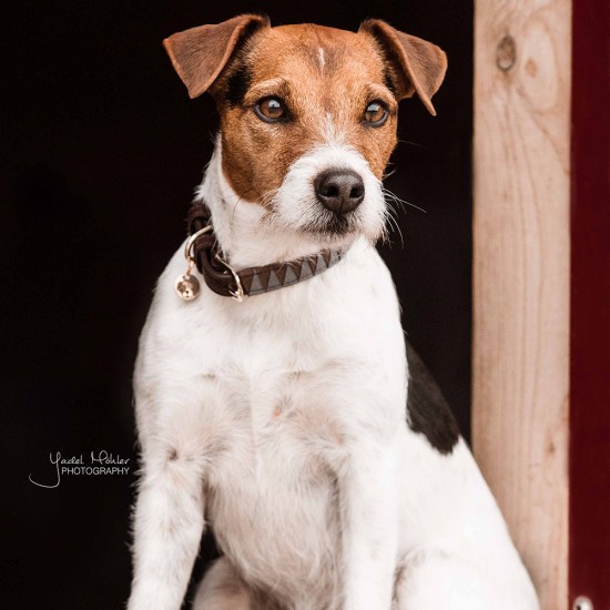 Kentucky dogwear dog collar 'triangle' Dog collars image