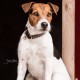 Kentucky dogwear dog collar 'triangle' Dog collars image