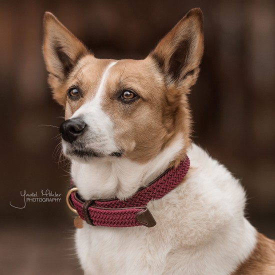 Kentucky dogwear plaited dog collar- Bordeaux Dog collars image