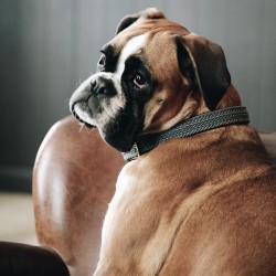 Kentucky dogwear plaited dog collar- Grey