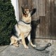 Kentucky dogwear plaited dog lead- Olive green Dog Leads image