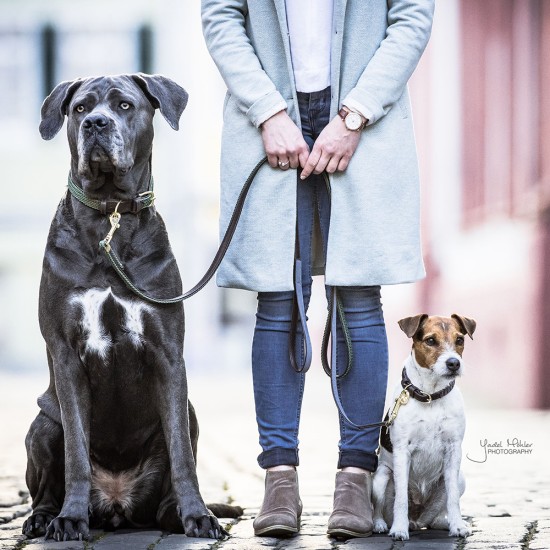 Kentucky dogwear plaited dog collar- Olive Green Dog collars image