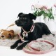Kentucky dogwear Velvet collection dog lead - Old Rose image