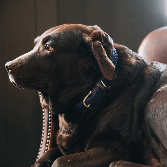 Kentucky dogwear Plaited dog collar- Navy Dog collars image