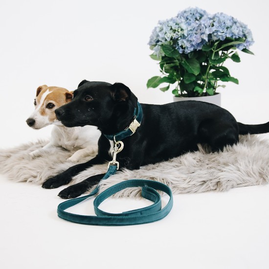 Kentucky dogwear Velvet collection dog lead - Emerald Dog Leads image