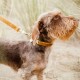 Kentucky dogwear Velvet collection dog lead - Mustard Dog Leads image