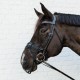 Kentucky Horsewear Anti Fly Nose Net -  Black image