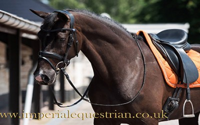 5 Factors to Consider When Shopping for Quality Dressage Saddle Cloths