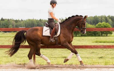 There Are Many Types Of Boots That Your Horses Could Require
