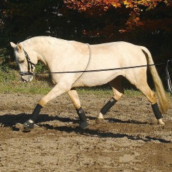 Busse Training lunging aid Cotton Ho