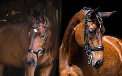 PS of Sweden Bridles and why they work so well