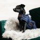 Kentucky dogwear pearls dog coat - Navy Dog coats image