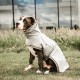 Kentucky dogwear Rain dog coat image
