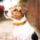 Kentucky dogwear Velvet collection dog Collar - Mustard Dog collars image