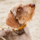 Kentucky dogwear Velvet collection dog Collar - Mustard Dog collars image