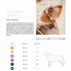 Kentucky dogwear Velvet collection dog Collar - Emerald