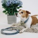 Kentucky dogwear Velvet collection dog lead - Light Blue image