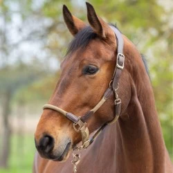 Covalliero Cordano Headcollar - Walnut