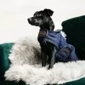 Dog Coats