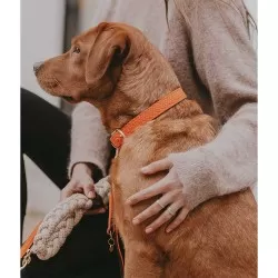 Kentucky Dogwear Plaited Dog Collar- Orange