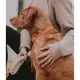 Kentucky Dogwear Plaited Dog Collar- Orange image