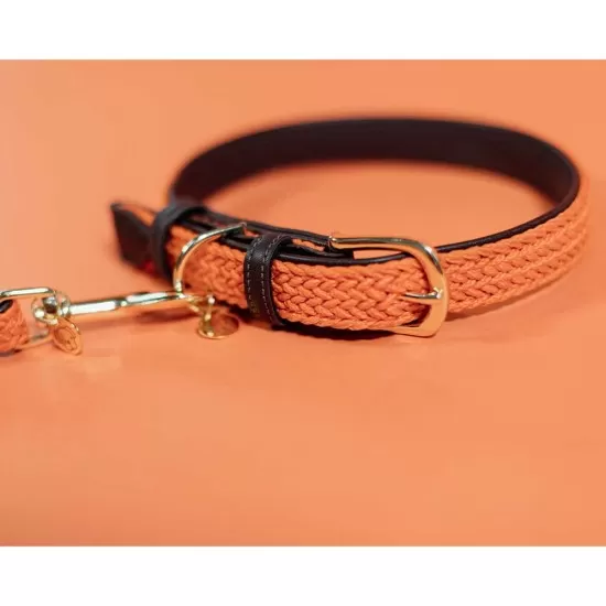 Kentucky Dogwear Plaited Dog Collar- Orange image
