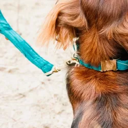 Kentucky dogwear Velvet collection dog lead - Emerald