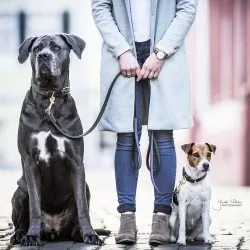 Kentucky dogwear plaited dog collar- Olive Green