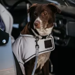 Kentucky dogwear Reflective dog lead