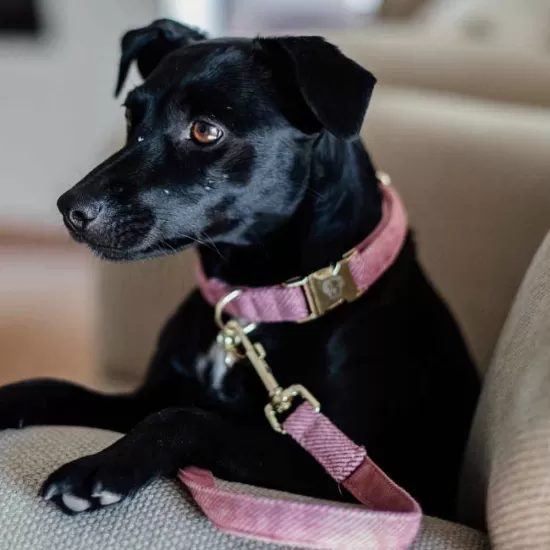 Kentucky dogwear wool collection dog lead - Light Pink image