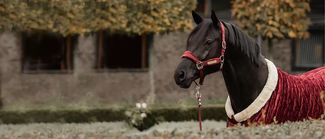 kentucky horse rugs