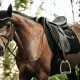 Kentucky Horsewear Dressage Pearls Saddlepad - Black image