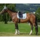 Tommy Hilfiger Columbia Dressage Saddlepad Belair Mint image