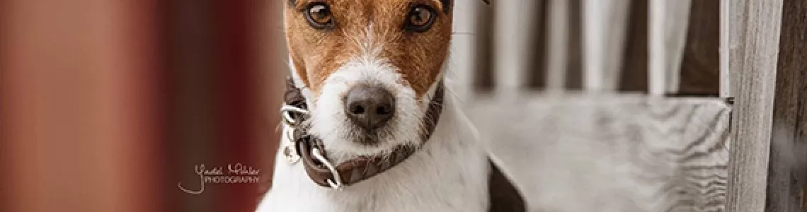 New dog wear collection