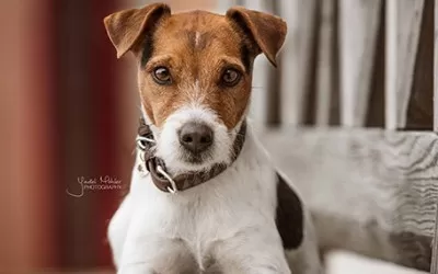 New dog wear collection