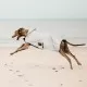 Kentucky Dogwear reflective and Water repellent 150g dogcoat image