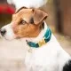 Kentucky dogwear Velvet collection dog Collar - Emerald image