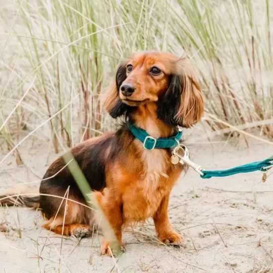 Kentucky dogwear Velvet collection dog Collar - Emerald image