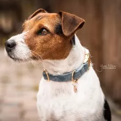 Kentucky dogwear Velvet collection dog Collar - Light Blue