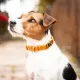 Kentucky dogwear Velvet collection dog Collar - Mustard Dog collars image