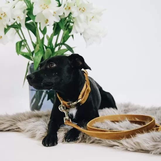 Kentucky dogwear Velvet collection dog lead - Mustard Dog Leads image